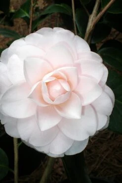 Goggy Camellia Japonica - 1 Gallon Pot 9 Goggy Camellia Japonica - 1 Gallon Pot -Plant Outlet Store Camellia Goggy 3