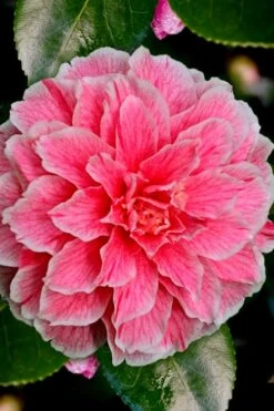 Brilliant Gem Fragrant Camellia Japonica - Herme - 3 Gallon Pot -Plant Outlet Store Camellia Hermes 6