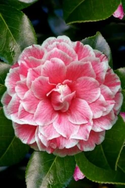 Brilliant Gem Fragrant Camellia Japonica - Herme - 3 Gallon Pot -Plant Outlet Store Camellia Herrmes 4