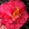 Kramers Supreme Red Double Camellia Japonica - 2 Gallon Pot 2 Kramers Supreme Red Double Camellia Japonica - 2 Gallon Pot -Plant Outlet Store Camellia Kramers Supreme 11