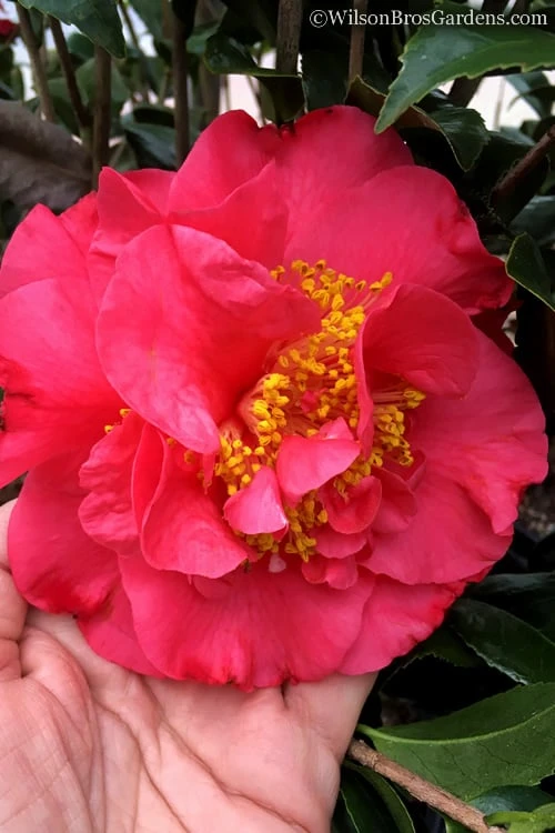 Kramers Supreme Red Double Camellia Japonica - 2 Gallon Pot 3 Kramers Supreme Red Double Camellia Japonica - 2 Gallon Pot