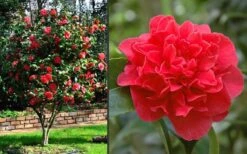 Kramers Supreme Red Double Camellia Japonica - 2 Gallon Pot 11 Kramers Supreme Red Double Camellia Japonica - 2 Gallon Pot -Plant Outlet Store Camellia Kramers Supreme 2
