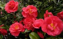 Kramers Supreme Red Double Camellia Japonica - 2 Gallon Pot 10 Kramers Supreme Red Double Camellia Japonica - 2 Gallon Pot -Plant Outlet Store Camellia Kramers Supreme 52