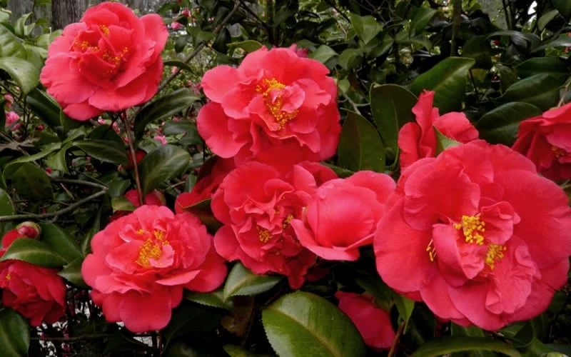Kramers Supreme Red Double Camellia Japonica - 2 Gallon Pot 6 Kramers Supreme Red Double Camellia Japonica - 2 Gallon Pot - Image 4