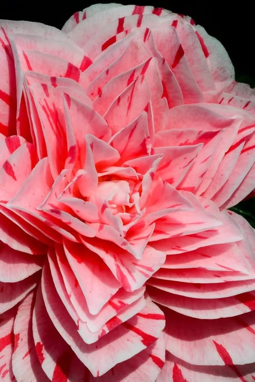 Les Marbury Camellia Japonica - 3 Gallon Pot 3 Les Marbury Camellia Japonica - 3 Gallon Pot