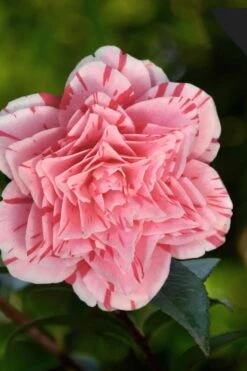 Les Marbury Camellia Japonica - 3 Gallon Pot 11 Les Marbury Camellia Japonica - 3 Gallon Pot -Plant Outlet Store Camellia Les Marbury 3