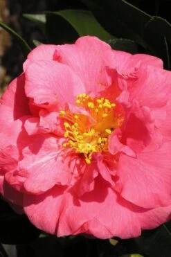 Maidens Of Great Promise Camellia - Japonica - 1 Gallon Pot -Plant Outlet Store Camellia Maidens Of Great Promise 10