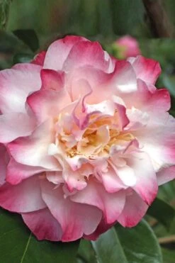 Nuccio's Jewel Camellia Japonica - 1 Gallon Pot 9 Nuccio's Jewel Camellia Japonica - 1 Gallon Pot -Plant Outlet Store Camellia Nucios Jewel 3