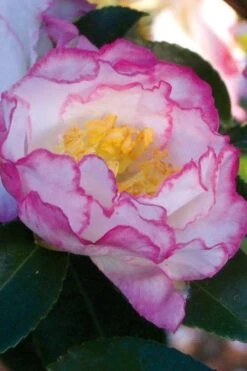 October Magic Inspiration Camellia - 3 Gallon Pot -Plant Outlet Store Camellia October Inspiration