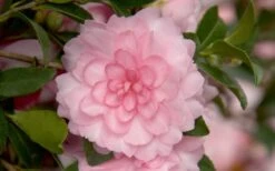 October Magic Pink Perplexion Camellia - 3 Gallon Pot 9 October Magic Pink Perplexion Camellia - 3 Gallon Pot -Plant Outlet Store Camellia October Magic Pink Perplexion