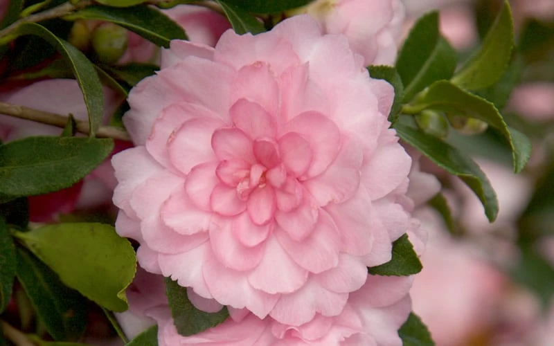 October Magic Pink Perplexion Camellia - 3 Gallon Pot 6 October Magic Pink Perplexion Camellia - 3 Gallon Pot - Image 4