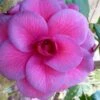 Purple Dawn Camellia Japonica - 3 Gallon Pot -Plant Outlet Store Camellia Purple Dawn 9