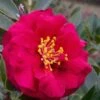 Reverend Ida Red ShiShi Gashira Dwarf Camellia Sasanqua - 3 Gallon Pot -Plant Outlet Store Camellia Reverend Ida 1