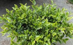 Royal Flush Shi Shi Variegated Camellia Sasanqua - 3 Gallon Pot 9 Royal Flush Shi Shi Variegated Camellia Sasanqua - 3 Gallon Pot -Plant Outlet Store Camellia Royal Flush Shi Shi 2