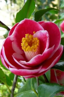 Sadaharu Oh Camellia - 7 Gallon Pot (3-4') 15 Sadaharu Oh Camellia - 7 Gallon Pot (3-4') -Plant Outlet Store Camellia Sadaharu Oh 6