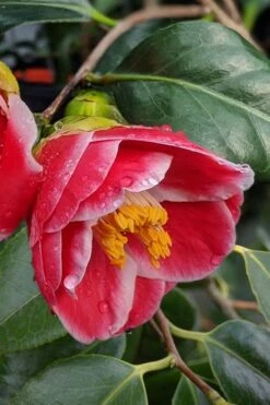 Sadaharu Oh Camellia - 7 Gallon Pot (3-4') 14 Sadaharu Oh Camellia - 7 Gallon Pot (3-4') -Plant Outlet Store Camellia Sadaharu Oh 7