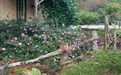 Sarrel Dwarf Camellia Sasanqua - 3 Gallon Pot -Plant Outlet Store Camellia Sarrel 5