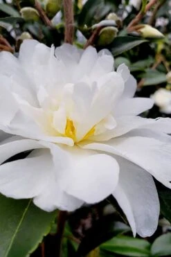 Snow Flurry Cold Hardy Camellia Hybrid - 3 Gallon Pot -Plant Outlet Store Camellia Snow Flurry 11