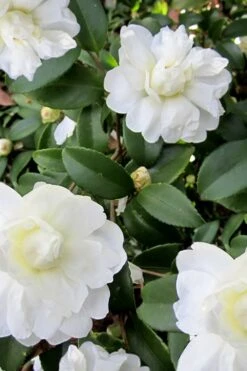 Snow Flurry Cold Hardy Camellia Hybrid - 3 Gallon Pot -Plant Outlet Store Camellia Snow Flurry 6