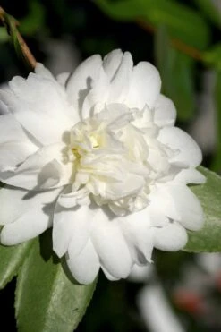 Snow Flurry Cold Hardy Camellia Hybrid - 3 Gallon Pot -Plant Outlet Store Camellia Snow Flurry 8