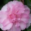 Sarrel Dwarf Camellia Sasanqua - 3 Gallon Pot 2 Sarrel Dwarf Camellia Sasanqua - 3 Gallon Pot -Plant Outlet Store Camellia Sorrel 1