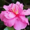 Sparkling Burgundy Camellia Sasanqua - 1 Gallon Pot -Plant Outlet Store Camellia Sparkling Burgundy 22