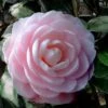 Winter's Rose Cold Hardy Dwarf Camellia - 3 Gallon Pot -Plant Outlet Store Camellia Winters Rose 4