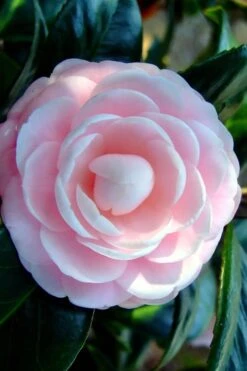 Winter's Rose Cold Hardy Dwarf Camellia - 2 Gallon Pot 9 Winter's Rose Cold Hardy Dwarf Camellia - 2 Gallon Pot -Plant Outlet Store Camellia Winters Rose 6 1