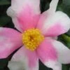 Yume Camellia Sasanqua - 3 Gallon Pot 2 Yume Camellia Sasanqua - 3 Gallon Pot -Plant Outlet Store Camellia Yume 1