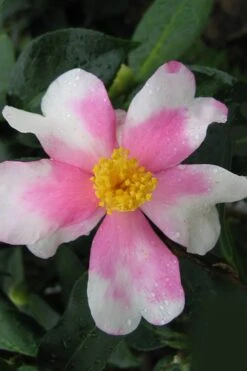 Yume Camellia Sasanqua - 3 Gallon Pot -Plant Outlet Store Camellia Yume 2