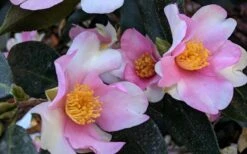 Yume Camellia Sasanqua - 3 Gallon Pot -Plant Outlet Store Camellia Yume 5