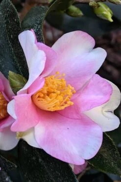 Yume Camellia Sasanqua - 3 Gallon Pot -Plant Outlet Store Camellia Yume 7