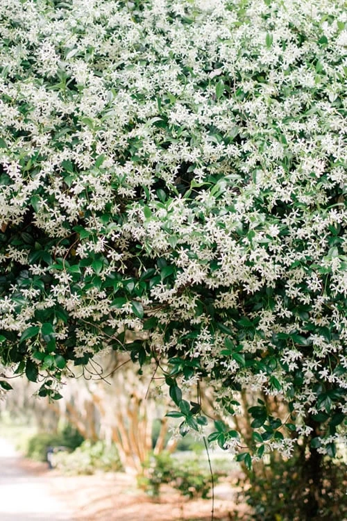 Madison Confederate Jasmine - 6 Pack Of 1 Gallon Pots 7 Madison Confederate Jasmine - 6 Pack Of 1 Gallon Pots - Image 5