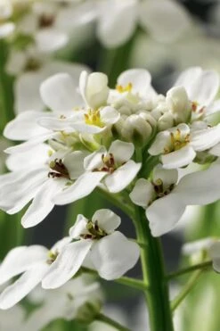 Tahoe Candytuft - Iberis Sempervirens - 10 Count Flat Of Quart Pots 14 Tahoe Candytuft - Iberis Sempervirens - 10 Count Flat Of Quart Pots -Plant Outlet Store Candytuft Tahoe 1