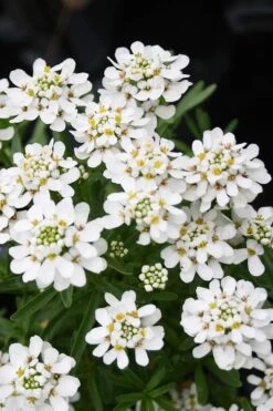 Tahoe Candytuft - Iberis Sempervirens - 10 Count Flat Of Quart Pots 13 Tahoe Candytuft - Iberis Sempervirens - 10 Count Flat Of Quart Pots -Plant Outlet Store Candytuft Tahoe 2