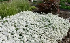 Tahoe Candytuft - Iberis Sempervirens - 10 Count Flat Of Quart Pots 12 Tahoe Candytuft - Iberis Sempervirens - 10 Count Flat Of Quart Pots -Plant Outlet Store Candytuft Tahoe 3