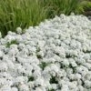 Tahoe Candytuft - Iberis Sempervirens - 10 Count Flat Of Quart Pots 1 Tahoe Candytuft - Iberis Sempervirens - 10 Count Flat Of Quart Pots -Plant Outlet Store Candytuft Tahoe 4