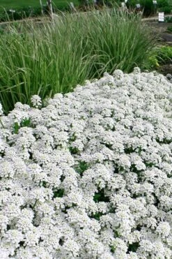Tahoe Candytuft - Iberis Sempervirens - 10 Count Flat Of Quart Pots 15 Tahoe Candytuft - Iberis Sempervirens - 10 Count Flat Of Quart Pots -Plant Outlet Store Candytuft Tahoe 5