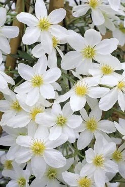Avalanche Evergreen Clematis - 2 Gallon Pot -Plant Outlet Store Clematis Avalanche 10