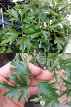 Avalanche Evergreen Clematis - 2 Gallon Pot -Plant Outlet Store Clematis Avalanche 15