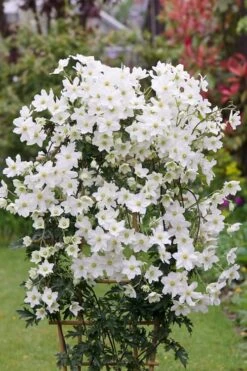 Avalanche Evergreen Clematis - 2 Gallon Pot -Plant Outlet Store Clematis Avalanche 5