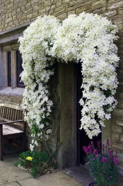 Avalanche Evergreen Clematis - 2 Gallon Pot -Plant Outlet Store Clematis Avalanche 7