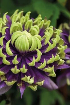 Plant Outlet Store 40 Taiga Clematis - 3 Gallon Pot