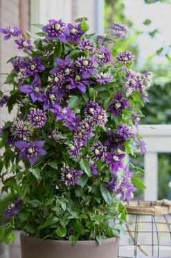 Taiga Clematis - 1 Gallon Pot 13 Taiga Clematis - 1 Gallon Pot -Plant Outlet Store Clematis Taiga 10