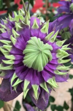 Taiga Clematis - 3 Gallon Pot -Plant Outlet Store Clematis Taiga 2 1