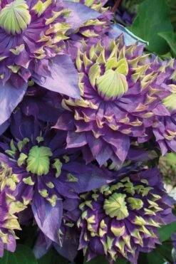 Taiga Clematis - 1 Gallon Pot 14 Taiga Clematis - 1 Gallon Pot -Plant Outlet Store Clematis Taiga 3