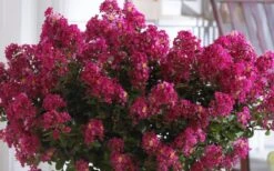 Berry Dazzle Dwarf Crape Myrtle (Single-Trunk Topiary) - 7 Gallon Pot -Plant Outlet Store Crape Myrtle Berry Dazzle 3 1