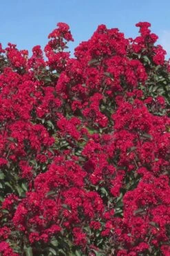 Double Dynamite Crape Myrtle Tree (Single Trunk Tree) - 7 Gallon Pot (5-6') 11 Double Dynamite Crape Myrtle Tree (Single Trunk Tree) - 7 Gallon Pot (5-6') -Plant Outlet Store Crape Myrtle Double Dynamite 26