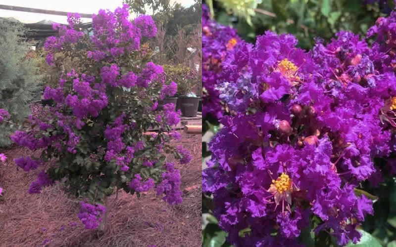 Purple Magic Crape Myrtle Tree (Multi Trunk) - 7 Gallon Pot 7 Purple Magic Crape Myrtle Tree (Multi Trunk) - 7 Gallon Pot - Image 5