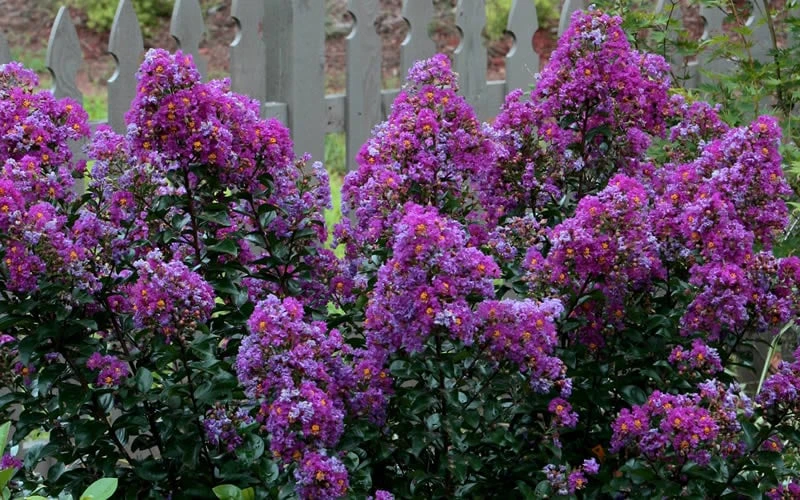 Purple Magic Crape Myrtle Tree (Multi Trunk) - 7 Gallon Pot 8 Purple Magic Crape Myrtle Tree (Multi Trunk) - 7 Gallon Pot - Image 6